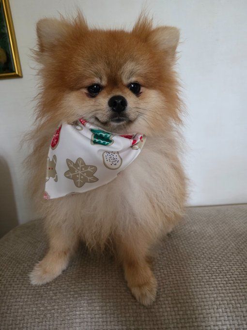 Bandana de Noël