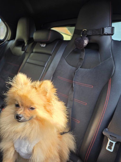 Harnais sécurité Auto