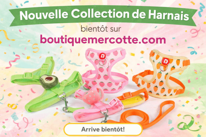 Harnais Printemps Eté avec laisse