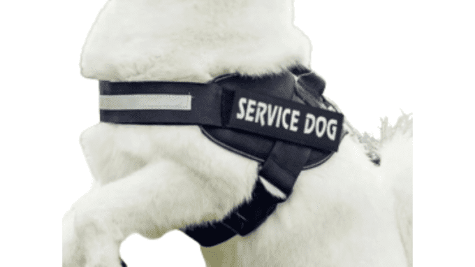 Harnais "service dog"