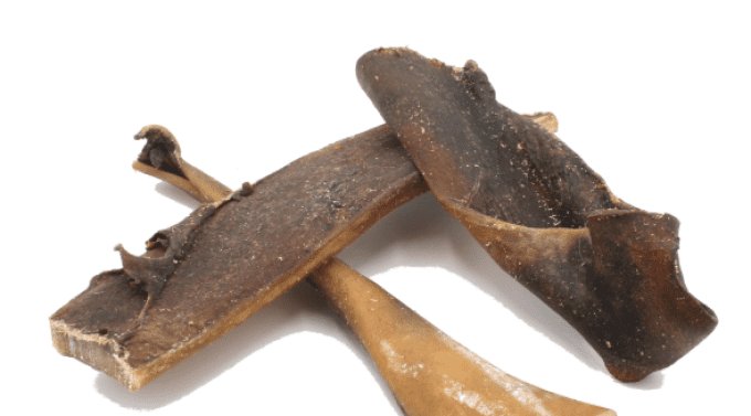 Peau de Chameau, à l'unité - Mastication Naturelle